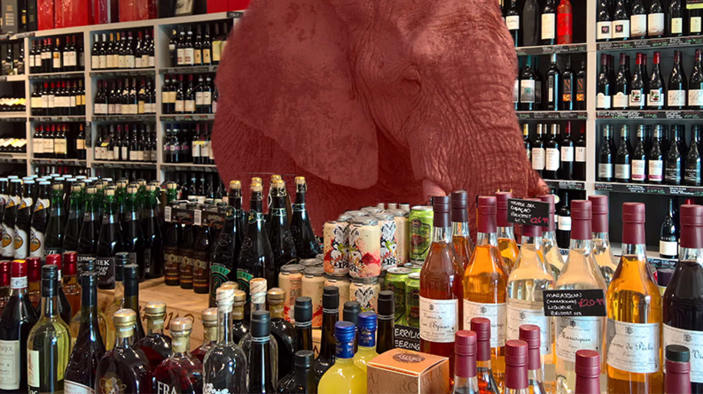 Elephant in a Wine Shop